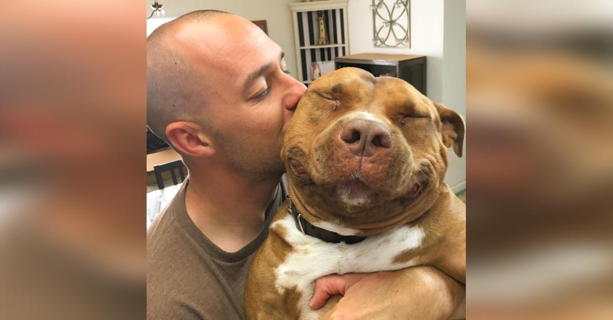 Son Pitbull Perd La Vie En Voyant Une Photo Trois Mois Plus Tard Elle S Empresse D Aller Au